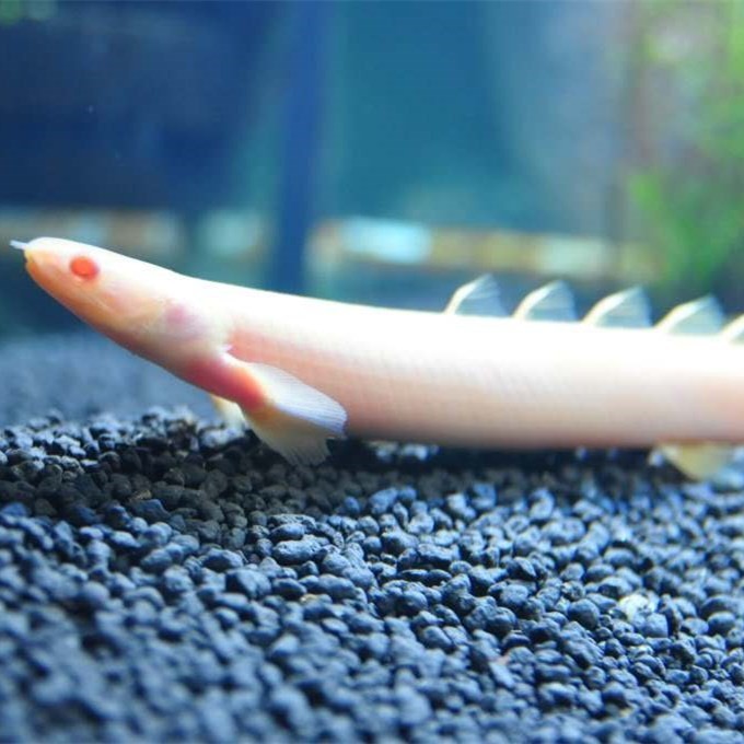 Comodoro Rivadavia Albino nine horned Arowana